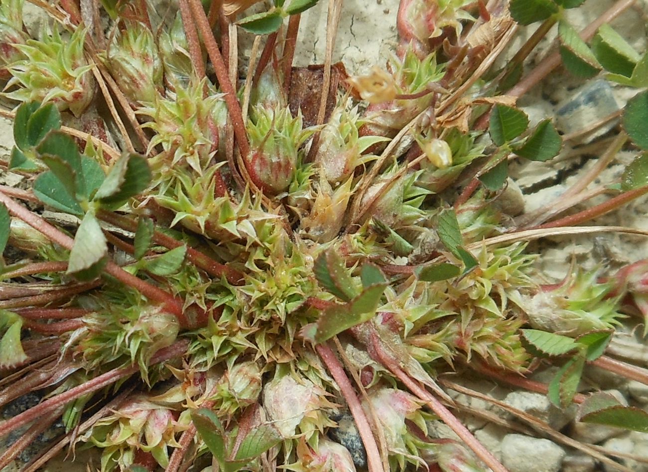 Trifolium suffocatum L. / Trifoglio soffocato
